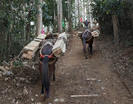 合山市马帮工程运输